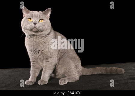 Britisch Kurzhaar Kater Stockfoto