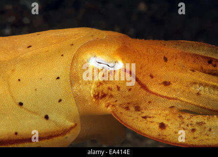 Broadclub Tintenfisch Stockfoto