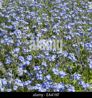 Myosotis sylvatica Stockfoto