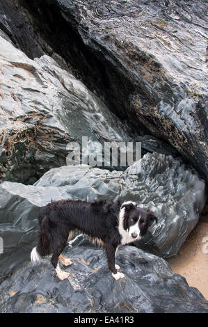 Border-Collie Hund Stand auf Felsen im Holywell Bay in Cornwall. Stockfoto