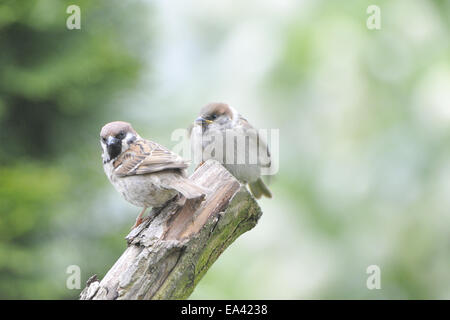 Eurasische Tree Sparrow Stockfoto