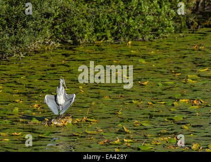 Ein Graureiher trocknet seine Flügel auf einem Felsen in einem Teich Seerosenblatt abgedeckt. Stockfoto