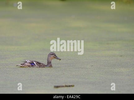 Eine Ente schwimmt und Futter in einem ruhigen Teich in grüne Algen bedeckt Stockfoto