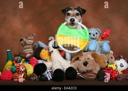 Parson Russell Terrier mit Spielzeug Stockfoto