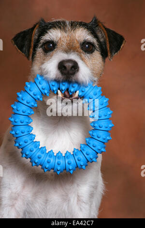 Parson Russell Terrier mit Spielzeug Stockfoto