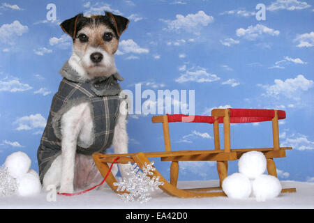 Parson Russell Terrier mit Schlitten Stockfoto