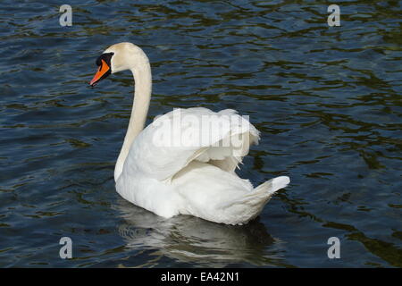 Höckerschwan (Cygnus Olor) mit offenen Flügeln Stockfoto