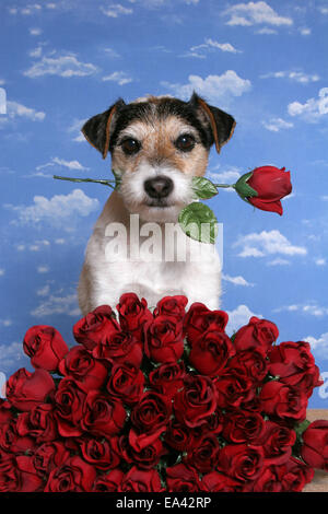 Parson Russell Terrier mit Rosen Stockfoto