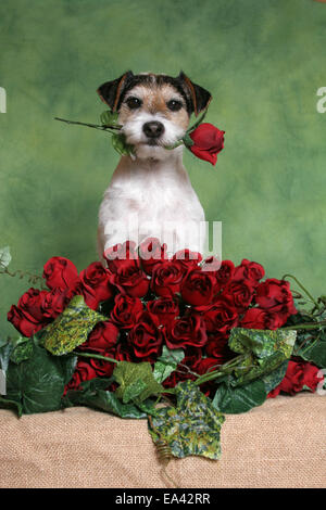 Parson Russell Terrier mit Rosen Stockfoto