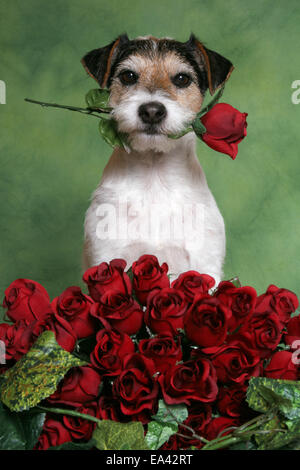 Parson Russell Terrier mit Rosen Stockfoto