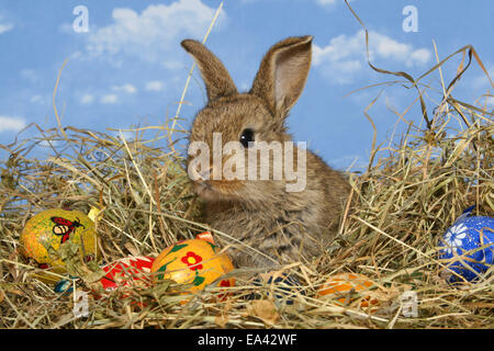 Junge Zwerg-Kaninchen Stockfoto