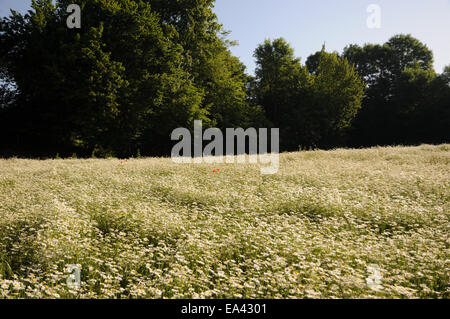 Oxeye Gänseblümchen Stockfoto