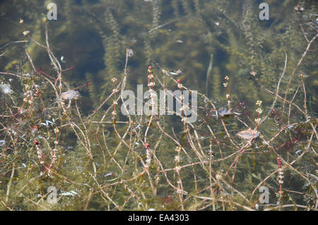 Eurasische watermilfoil Stockfoto