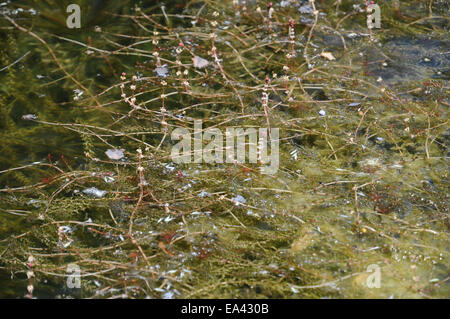 Eurasische watermilfoil Stockfoto