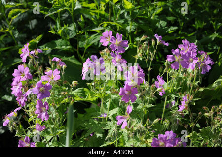 Geranium Sirak Stockfoto