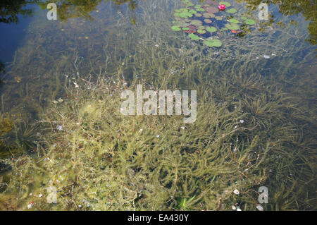 Eurasische watermilfoil Stockfoto