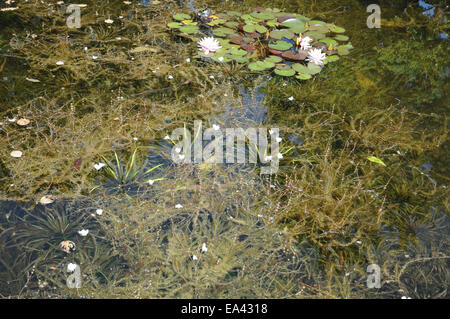 Eurasische watermilfoil Stockfoto