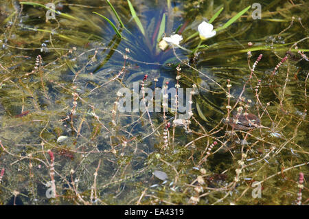 Eurasische watermilfoil Stockfoto