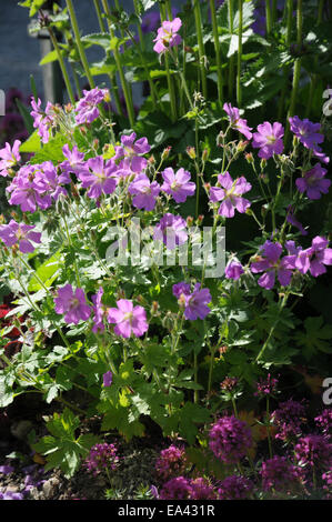 Geranium Sirak Stockfoto