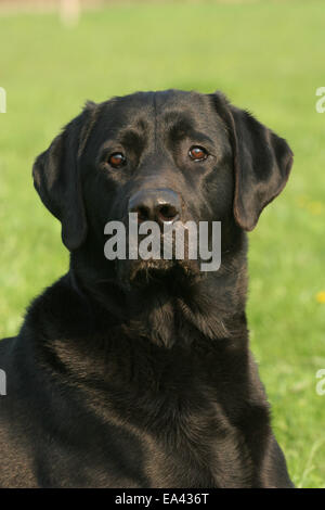 Labrador Retriever Porträt Stockfoto