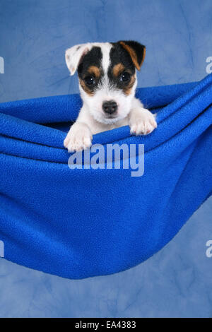 Parson-Russell-Terrier Welpen Stockfoto