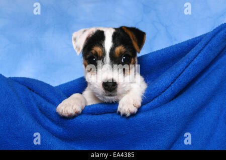 Parson-Russell-Terrier Welpen Stockfoto