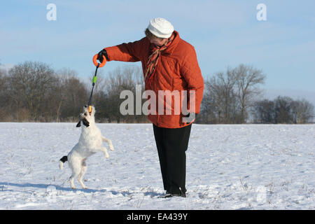 Parson Russell Terrier spielen Stockfoto