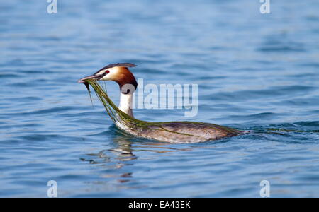 Crested Haubentaucher (Podiceps Cristatus) Ente Stockfoto