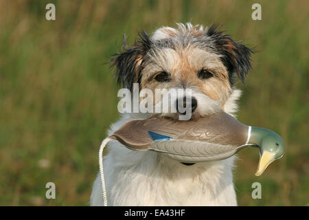 Parson Russell Terrier Portrait Stockfoto