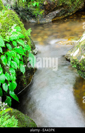 Die grünen Moos und Wasserfall im tiefen Wald bei Sarika Wasserfall Thailand. Stockfoto
