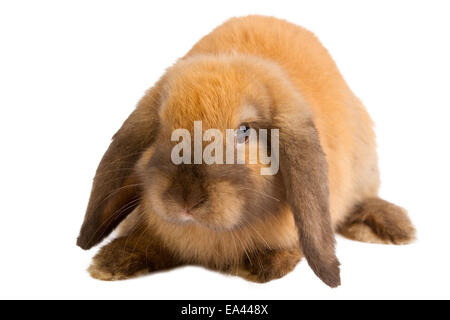 Baby orange Kaninchen isoliert Stockfoto