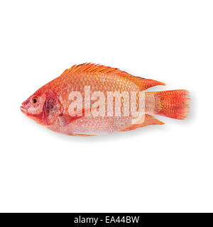 Roher Roter Buntbarsch Stockfoto