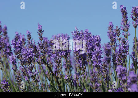 Lavendel Stockfoto
