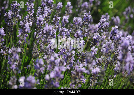 Lavendel Stockfoto