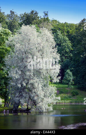 Willow silbrig über den See (Salix Alba) Stockfoto