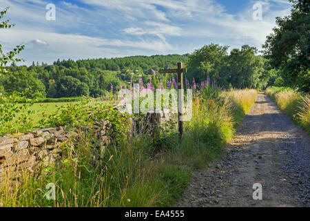 WoodenPublic Wanderweg-Zeichen neben einem Forestry Commission zu verfolgen. Stockfoto