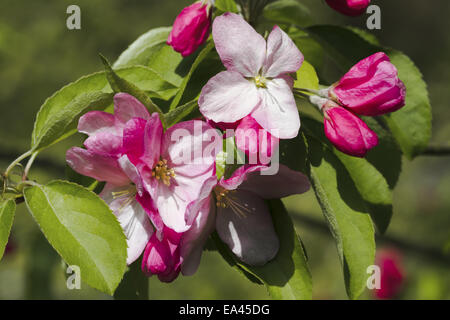 Blühender Apfelbaum Stockfoto