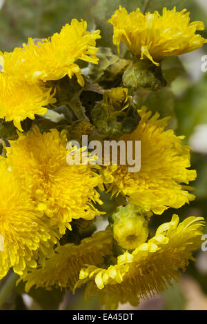 Sonchus congestus Stockfoto