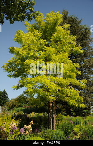 Gelbe Robinie Stockfoto