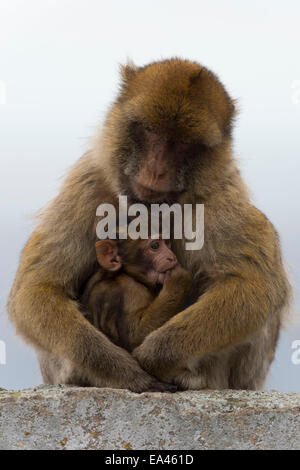 Ein Barbary Macaque Affen auf dem Felsen von Gibraltar. Stockfoto