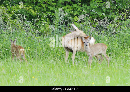 Reh Stockfoto