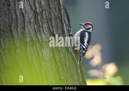 Middle spotted woodpecker Stockfoto