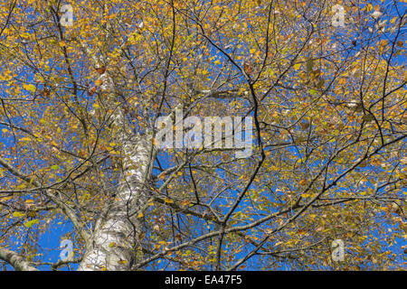 Der Baumstamm Silver Birch nachschlagen. Stockfoto