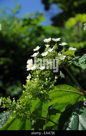 Eiche-Blatt Hortensie Stockfoto