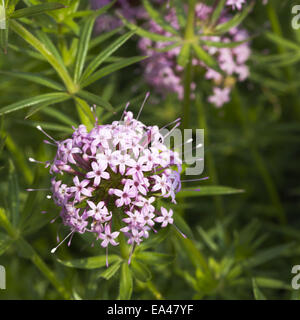 Phuopsis stylosa Stockfoto