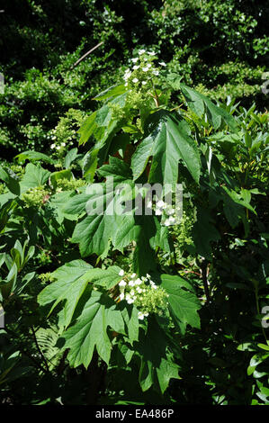 Eiche-Blatt Hortensie Stockfoto