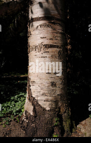 Papier-Birke Stockfoto