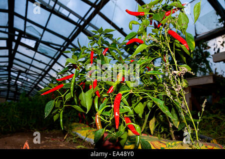 Chili-Pflanze, die im Gewächshaus Stockfoto