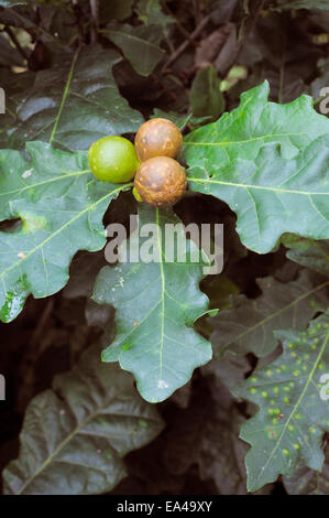 Aus Marmor Gallen an Flaumeiche, verursacht durch Gall Wasp Andricus Kollari, Wales, UK. Stockfoto