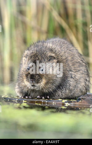 Wasservole arvicola amphibius Stockfoto